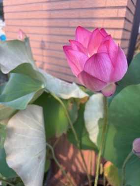 今日もお暑うございます。