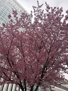 オオカンザクラ。